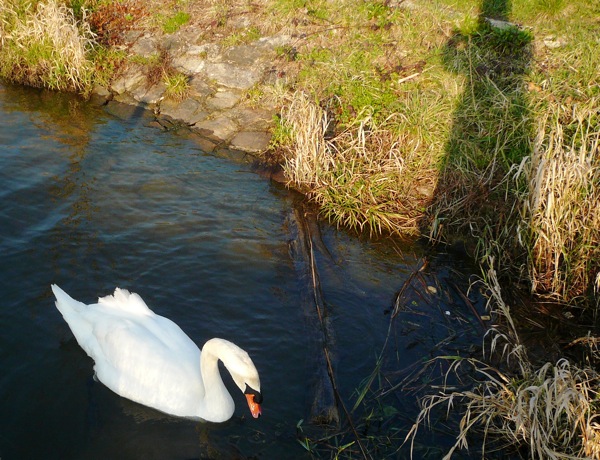 cygne2