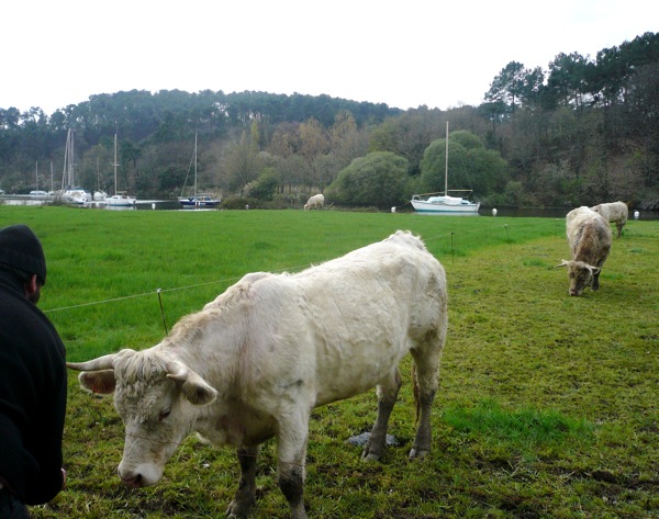 vache.JPG