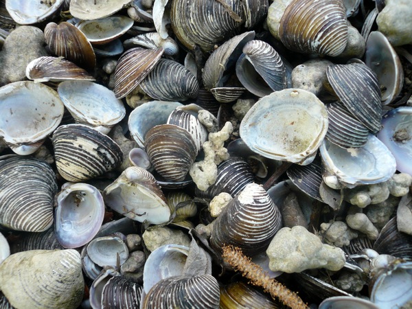coquillages.JPG