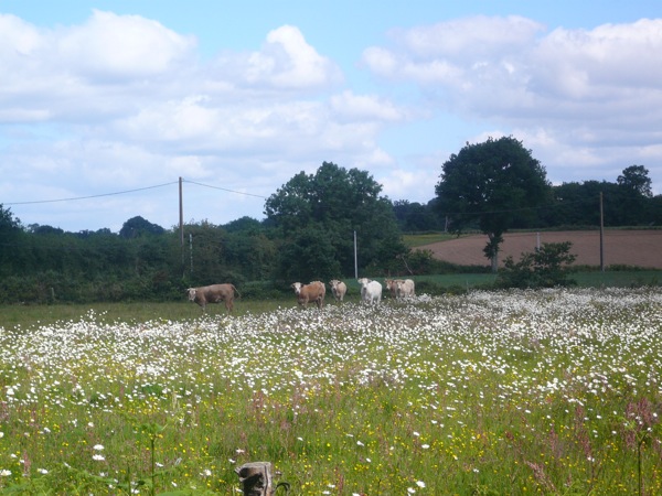 vache1.JPG