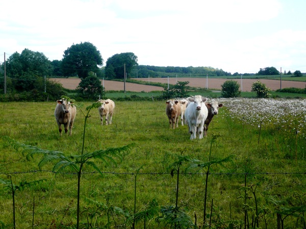 vache4.JPG