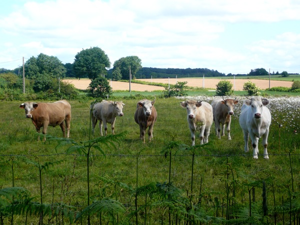 vache5.JPG
