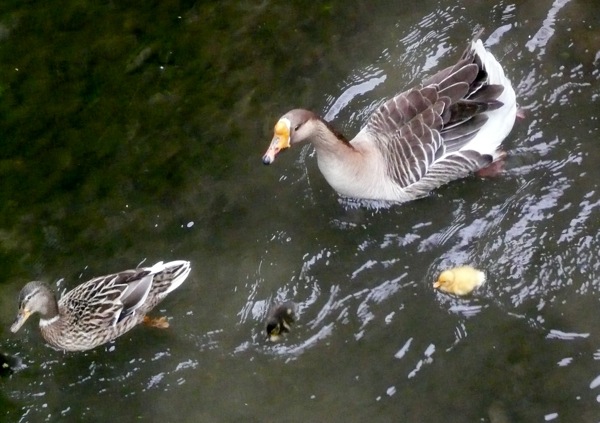 canards.JPG