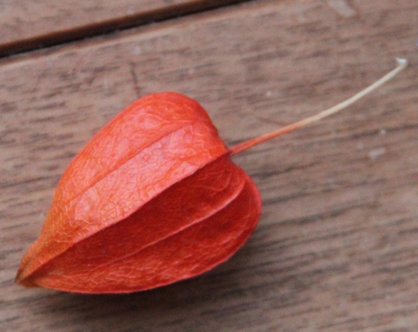 120204-physalis-rainbow.jpg