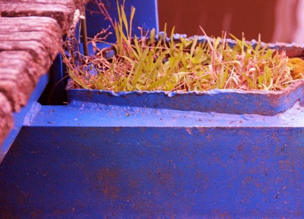 herbe rainbow