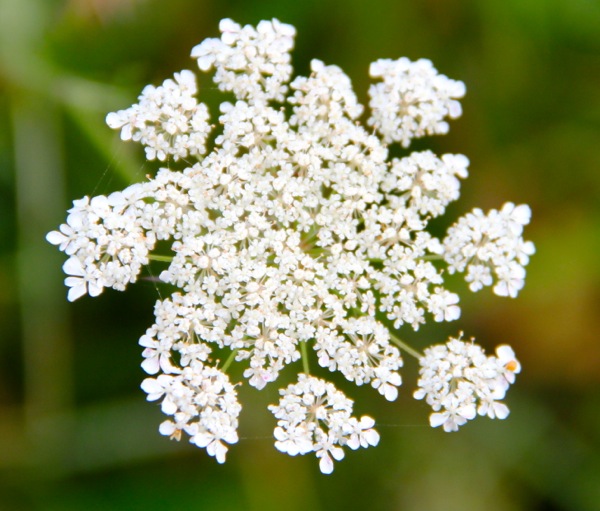 daucus rainbow